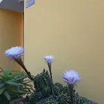 Pensionat Mediterranean Concept House